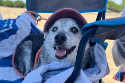 Bursa'da 13 yaşındaki İncir kayıp! Bulup getirene büyük ödül var...