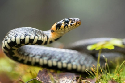 Bursa'da korku dolu anlar! Ağaçtan girip...