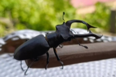 Geyik böceğini öldürene 557 bin lira ceza kesilecek