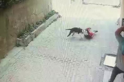 Küçük çocuk Pitbull cinsi köpekten zor kurtuldu