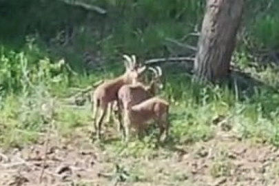 Sivas'ta çiftçinin yaban keçileri ile diyaloğu: Sizi burada vururlar