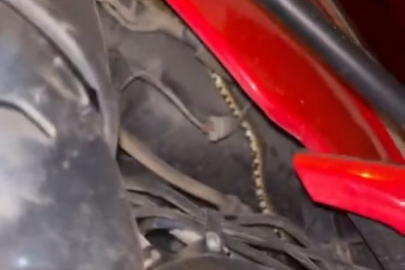 Bursa'da yılan kabusu!