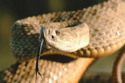 Yazın yılanlarla karşılaşınca ne yapmalı?