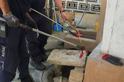 Bursa'da bir evin bahçesinde yakalanan oluklu kertenkele doğaya salındı