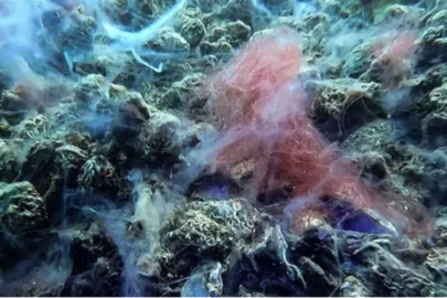 Marmara Denizi'nde kabus geri döndü!