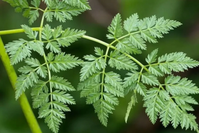 Yaprakları maydanoza benzeyen o otun tadına bakan zehirleniyor!