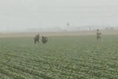 ABD'de tarlalara baskın: Göçmenler gözaltına alındı