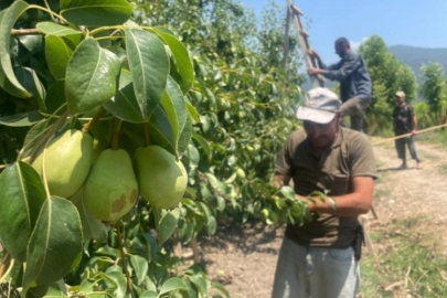 Bursa'da tonlarca meyveyi yere atıyorlar!