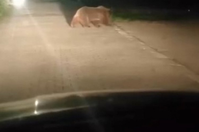 Uludağ'da görüldü! Hemen telefonuna sarıldı