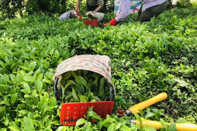 ÇAYKUR, kuru çay fiyatlarına yüzde 15 zam yaptı