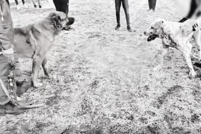 Kayseri'de köpek dövüştüren 8 kişi yakalandı