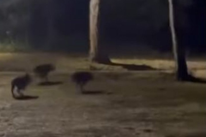 Bursa'da gece ortaya çıktılar! Herkes tedirgin oldu...