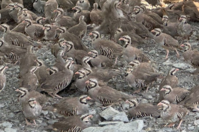 Bursa da tehlikeli şehirler arasında! Doğaya salınacak...