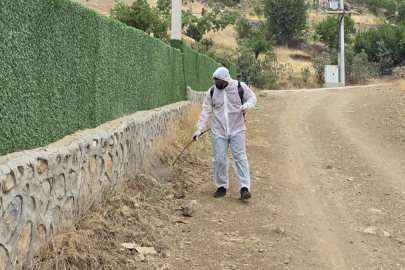 Şırnak'ta çekirgelere karşı 700 dekarlık alanda ilaçlama