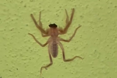 Keneden sonra örümcek paniği!