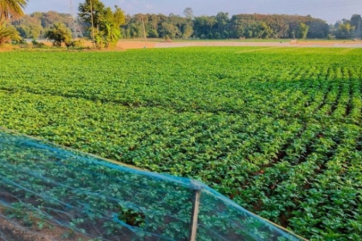 Tarladan çıkıp milyarderler arasına girdi