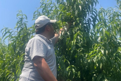 Avrupa Birliği onaylı Bursa lezzeti hasada başladı!