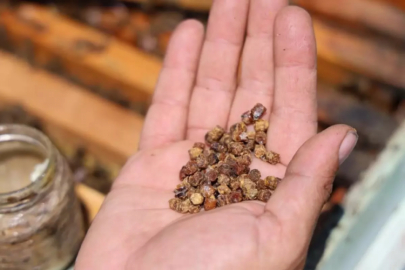 Geçmişte çöpe gidiyordu, şimdi kilosu 3 bin TL'den satılıyor