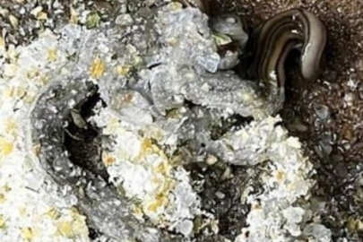 Şeytani yaratıklar bölgeleri istila etti!