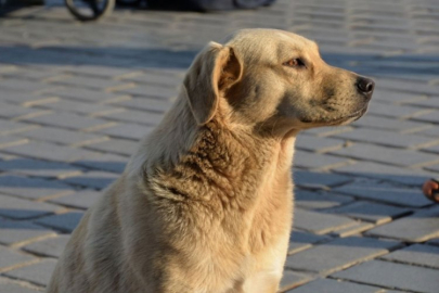 Köpek severken hayatını kaybetti!