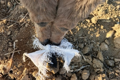 Bir çoban kafasında çuval bulunan eşeği kurtardı