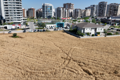 Bursa'da gökdelenlerin ortasında buğday hasadı!