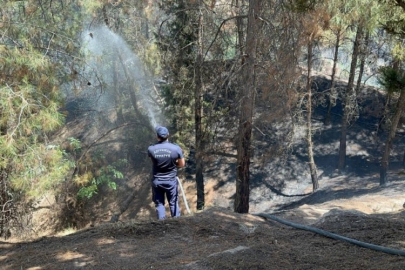 Çocukların çakmak oyunu ormanı yaktı!
