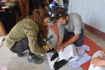 Cuma Ovası'nda 82 Leylek Yavrusu Halkalandı