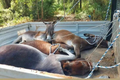 Datça Belediyesi'nde eşeklerin uygunsuz şekilde toplandığı görüntüler tepki çekti