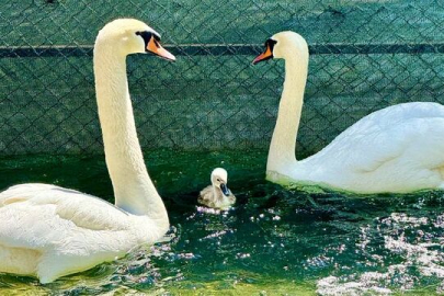 Kuğulu Park’ta 15 yıl sonra ilk kez beyaz kuğu doğdu