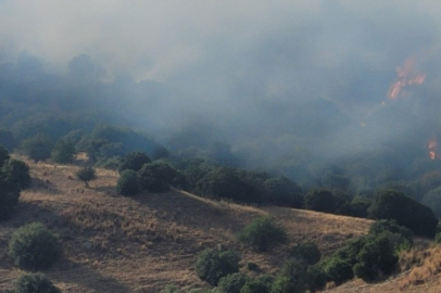 Aydın'da zirai alandaki yangın büyüyor