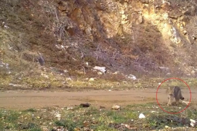 Ev kedilerinin atası Bursa'da görüntülendi!