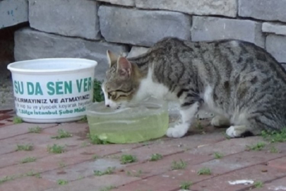 Bursa'da sokak hayvanları için bir kap su...