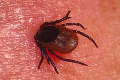 Kenelerin neden olduğu iki hastalık belli oldu!