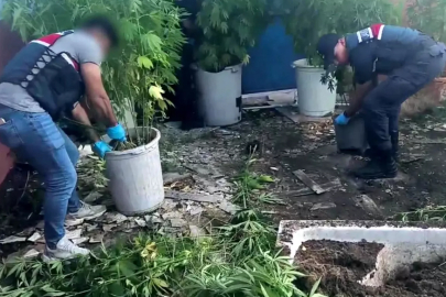 Geyve'de Uyuşturucu Operasyonu: 302 Kök Kenevir Ele Geçirildi