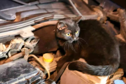 Polis Uygulamasında Motor Kısmından Kedi Çıktı