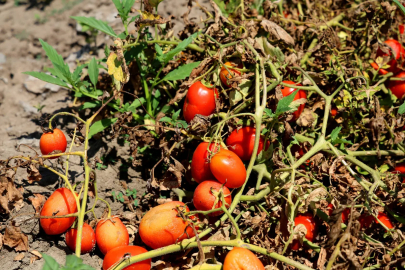 Adana'da domatesin tarlada kilogram fiyatı 3 liraya kadar düştü