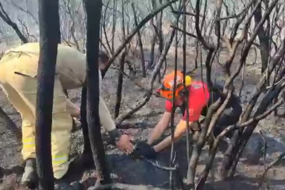 Bursa'daki yangında yuvasından düşen yavru kuş kurtarıldı