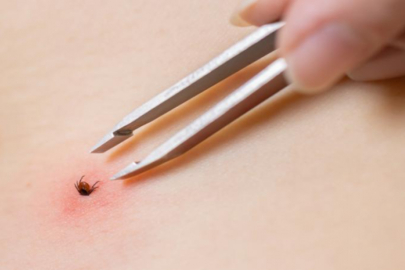 Yaz Geldi, Kenelere Dikkat!