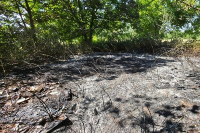 Bursa'da çalılık alanda çıkan yangına anında müdahale!
