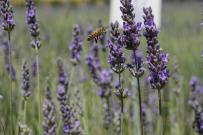 Bursa'da şifalı bahçeye yoğun ilgi! Gören koşa koşa gidiyor...