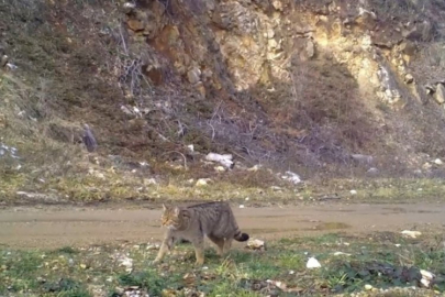 Gündüz görmek neredeyse imkansız ama Uludağ'da saniye saniye görüntülendi!