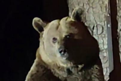 Uludağ'da panik anları! Konteynerleri tek tek devirdi