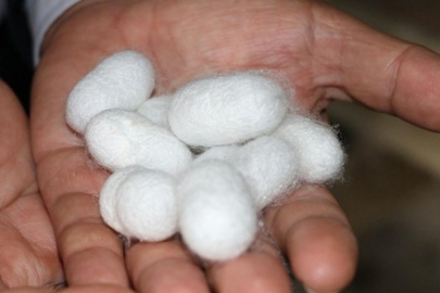 Türkiye'de koza üretiminin bu yıl 100 tonu aşması bekleniyor