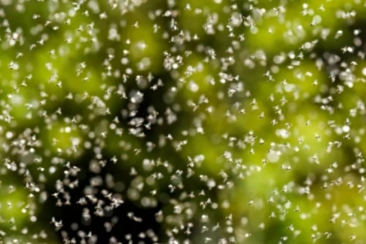 Bu yıl her zamankinden daha büyük geliyor