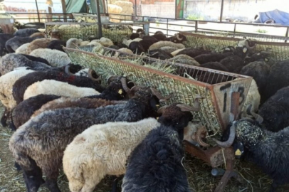 Bursa'da hayvan pazarları kapatıldı!