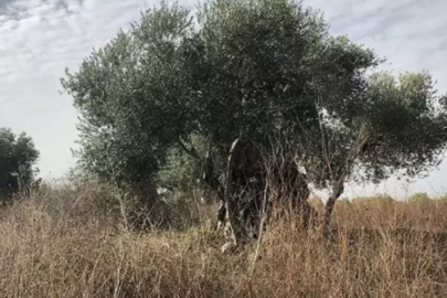 '99 bin TL'ye satılık zeytin ağacı'