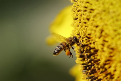 Arı sokması sonucu hayatını kaybedenlerin sayısı artıyor!