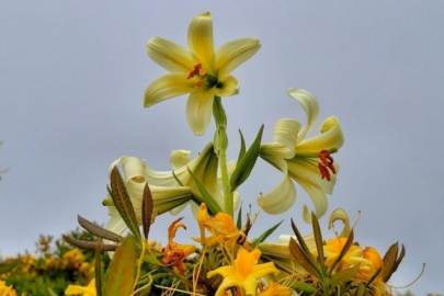 Bu çiçeği koparmak cesaret ister! Cezası büyük