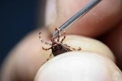 İstanbul'daki kenelerin zararsız tür olduğu tespit edildi